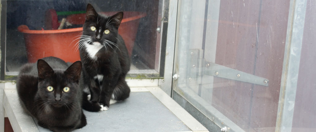 Cats at Mosside Kennels and Cattery