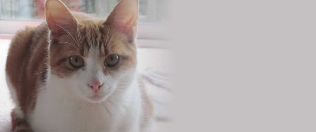 Cat at Mosside Kennels and Cattery