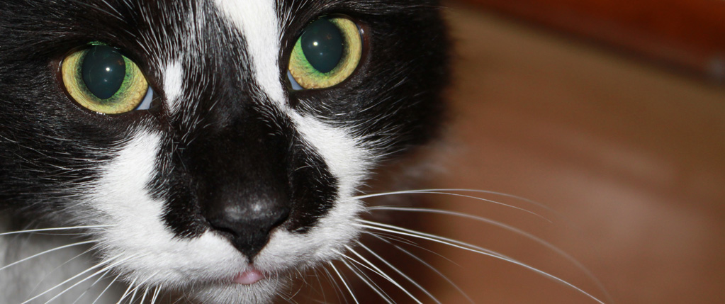 Cats at Mosside Kennels and Cattery
