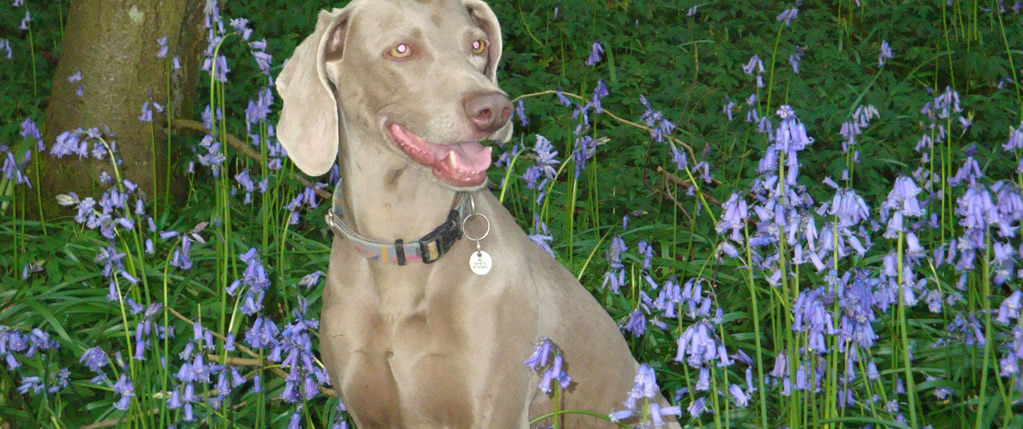 A Weimaraner in the bluebells