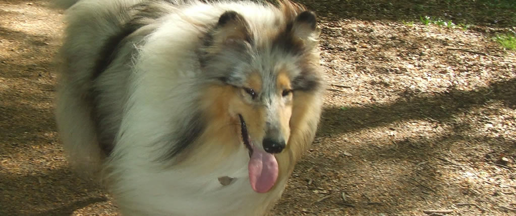 Collie